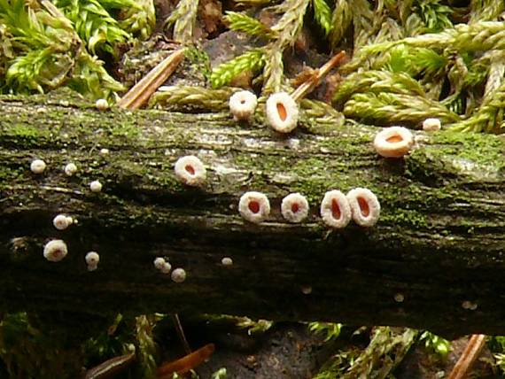 brvenka Hahnova - Vlnuška neškodná Lachnellula occidentalis  (G.G. Hahn & Ayers) Dharne