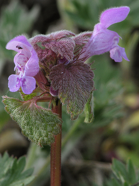 hluchavka purpurová Lamium purpureum L.