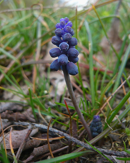 modrica Muscari sp.