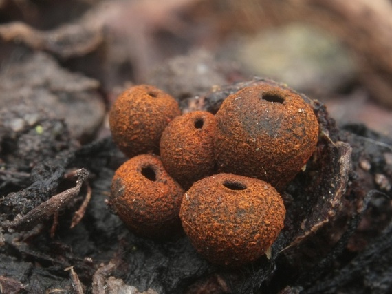 pakorienkovka čierna Plectania melastoma (Sowerby) Fuckel