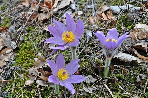 poniklec veľkokvetý Pulsatilla grandis Wender.