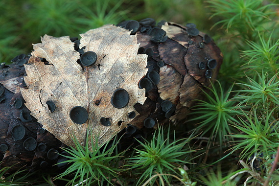 jahňadka smreková Rutstroemia bulgarioides (P. Karst.) P. Karst.