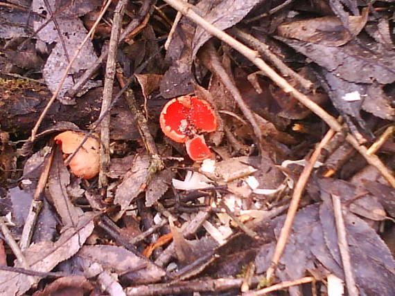 ohnivec šarlátový Sarcoscypha coccinea (Gray) Boud.