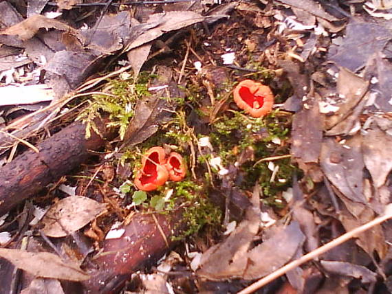 ohnivec šarlátový Sarcoscypha coccinea (Gray) Boud.