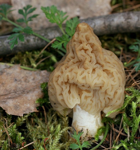 smrčkovec český Verpa bohemica (Krombh.) J. Schröt.