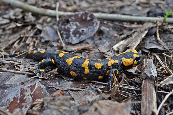 salamandra škvrnitá