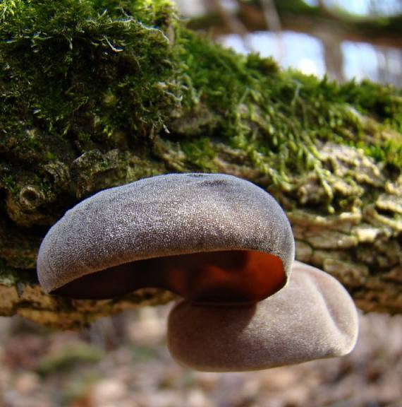 uchovec bazový Auricularia auricula-judae (Bull.) Quél.