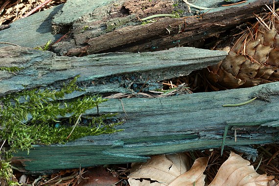 zelenica obyčajná Chlorociboria aeruginosa (Oeder) Seaver ex C.S. Ramamurthi, Korf & L.R. Batra