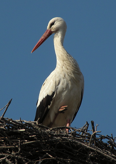 bocian biely  Ciconia ciconia