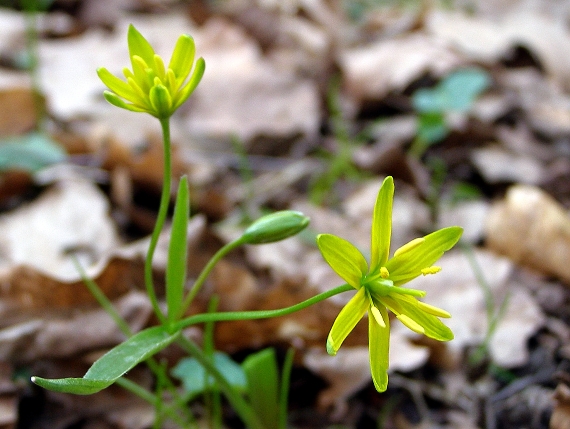 krivec žltý - křivatec žlutý Gagea lutea (L.) Ker Gawl.