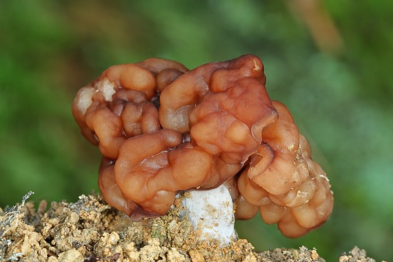 ušiak obyčajný Gyromitra esculenta (Pers.) Fr.