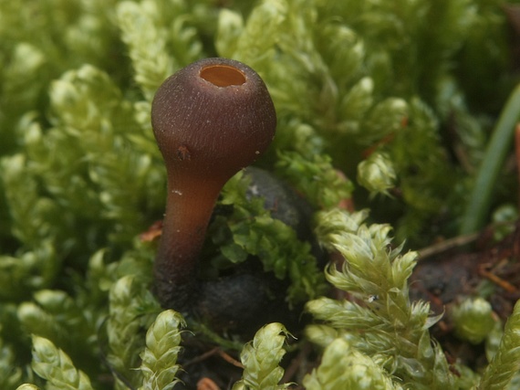 monilínia bobuľová Monilinia baccarum (J. Schröt.) Whetzel