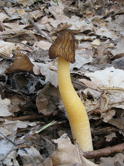 smrčok hybridný Morchella semilibera DC.