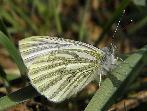 mlynárik repkový Pieris napi