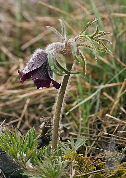 poniklec lúčny český Pulsatilla pratensis subsp. bohemica Skalický