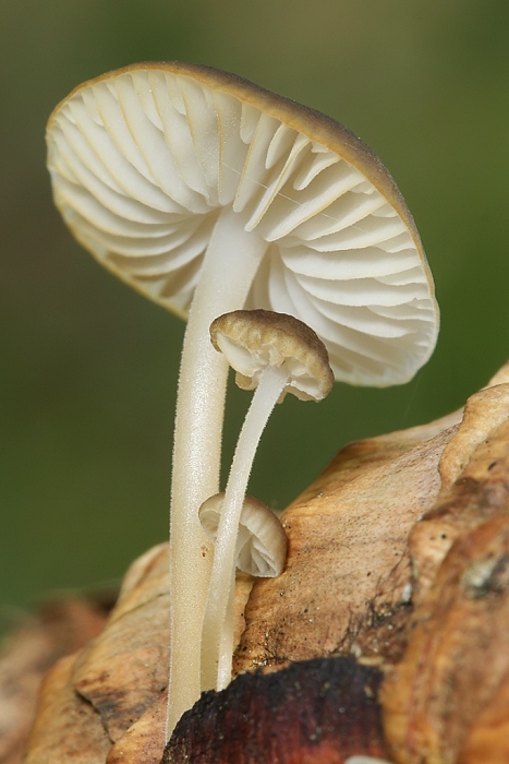 peniazočka smreková Strobilurus esculentus (Wulfen) Singer