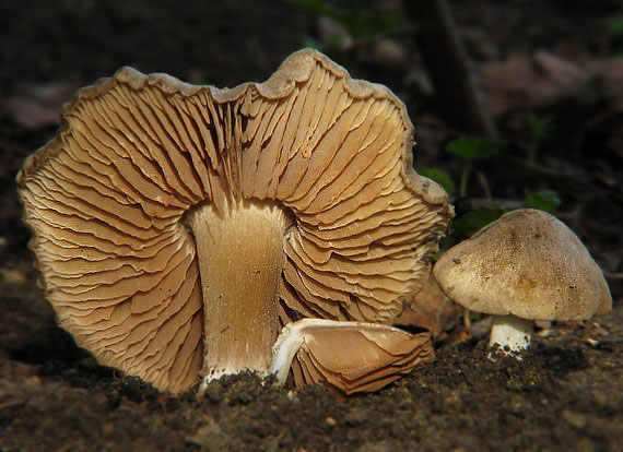 hodvábnica včasná Entoloma vernum S. Lundell