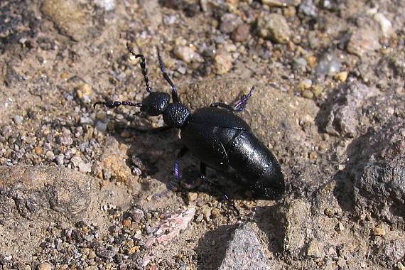 majka fialova Meloe violaceus