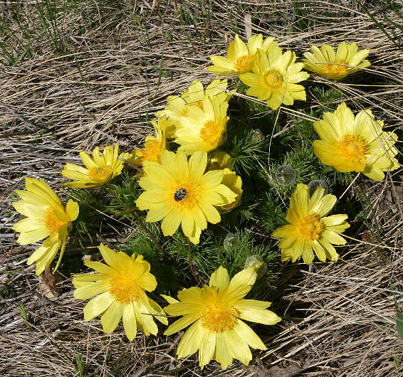 hlaváčik jarný Adonis vernalis L.