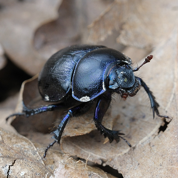 lajniak lesný Anoplotrupes stercorosus