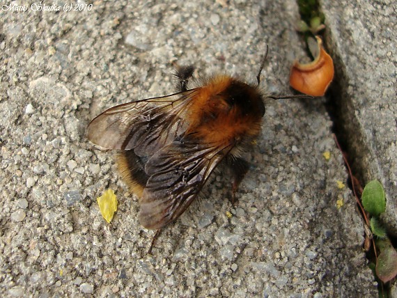 čmeľ poľný Bombus pascuorum