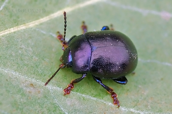 liskavka Chrysolina sturmi