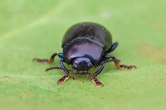 liskavka Chrysolina sturmi