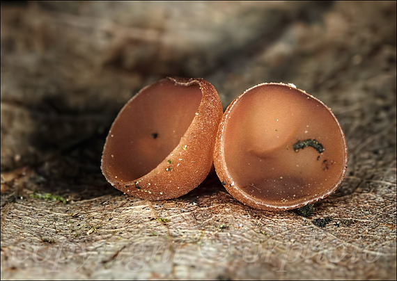 jahňadka obyčajná Ciboria amentacea (Balb.) Fuckel