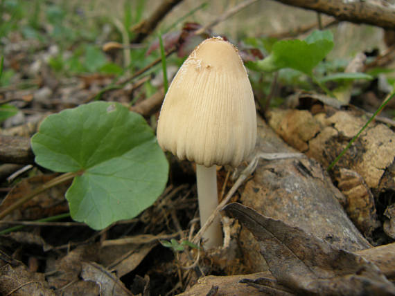 hnojník domový Coprinopsis atramentaria (Bull.) Redhead, Vilgalys & Moncalvo