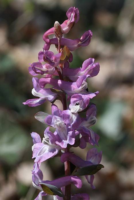 chochlačka dutá Corydalis cava (L.) Schweigg. et Körte