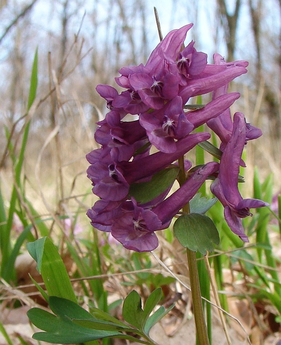 chochlačka plná Corydalis solida (L.) Clairv.