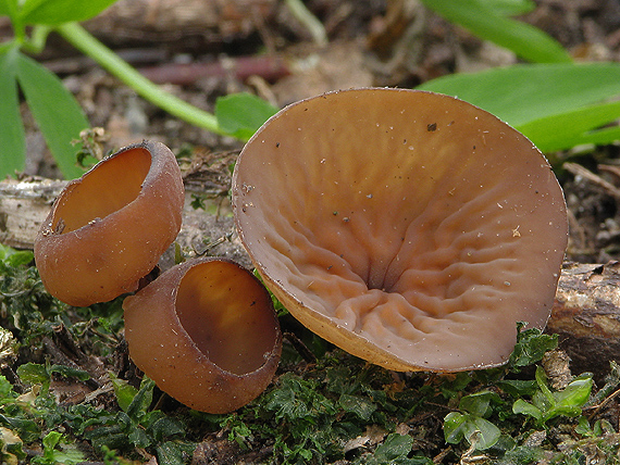 hľuznatka veternicová Dumontinia tuberosa (Bull.) L.M. Kohn