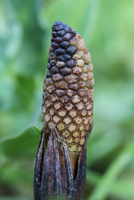 praslička roľná Equisetum arvense L.