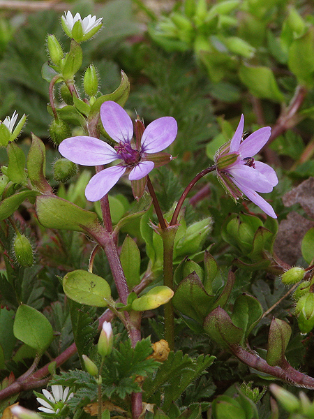 bociannik rozpukovitý Erodium cicutarium (L.) L