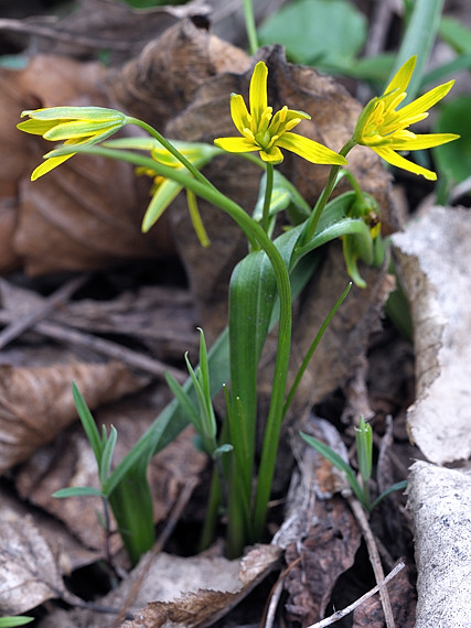 krivec žltý Gagea lutea (L.) Ker Gawl.