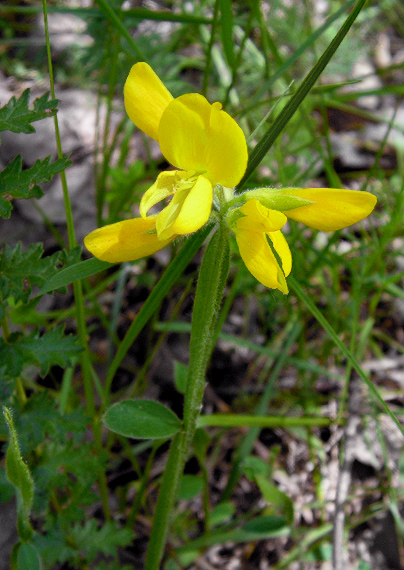 kručinka Genista sagittalis L.