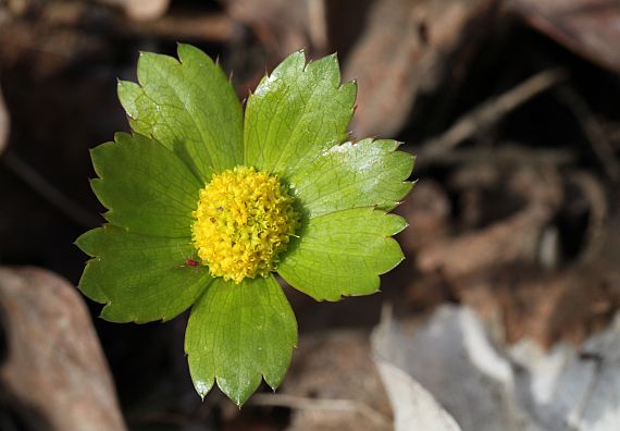 hviezdnatec čemericový Hacquetia epipactis (Scop.) DC.