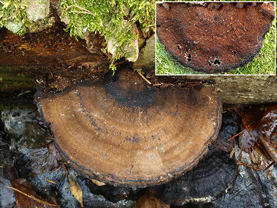 láziochlena obyčajná Ischnoderma benzoinum (Wahlenb.) P. Karst.