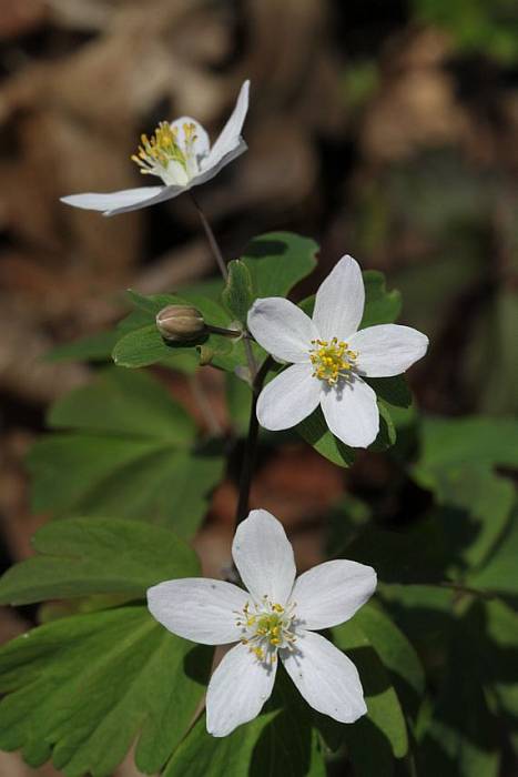 veterník žltuškovitý Isopyrum thalictroides L.