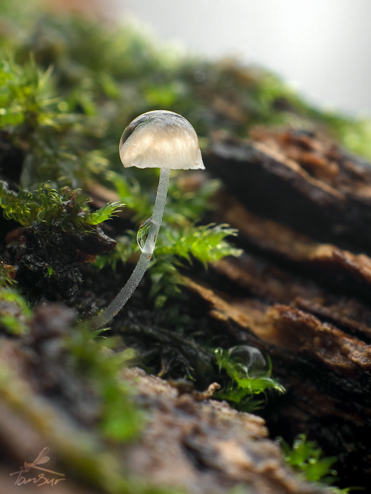 prilbička Mycena sp.