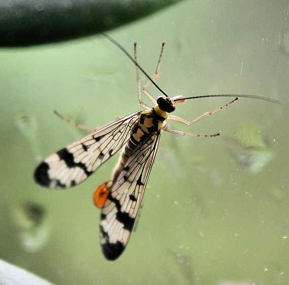 srpica obyčajná Panorpa communis