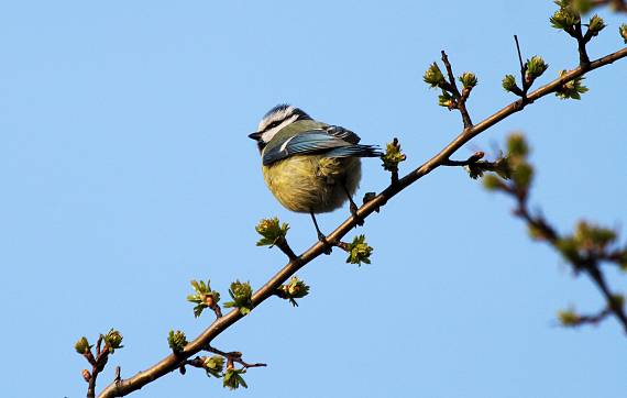 sýkorka belasá Parus caeruleus L.