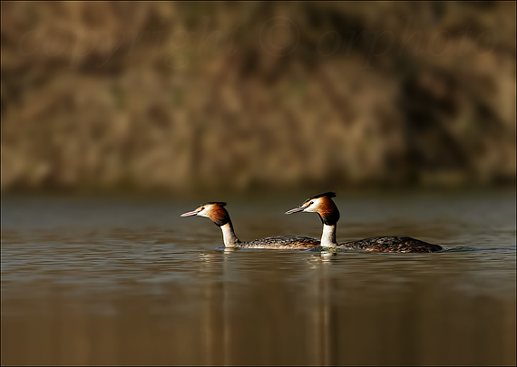 potápka chochlatá Podiceps cristatus