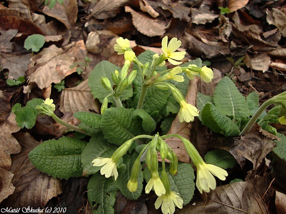 prvosienka vyššia Primula elatior (L.) L.