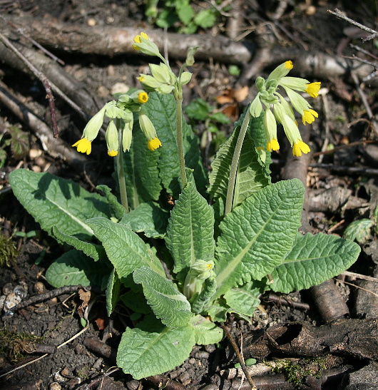 prvosienka jarná Primula veris L.