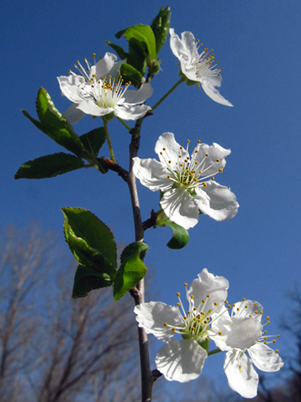 slivka čerešňoplodá Prunus cerasifera