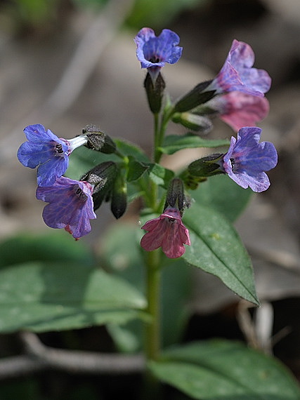 pľúcnik lekársky  Pulmonaria officinalis L.