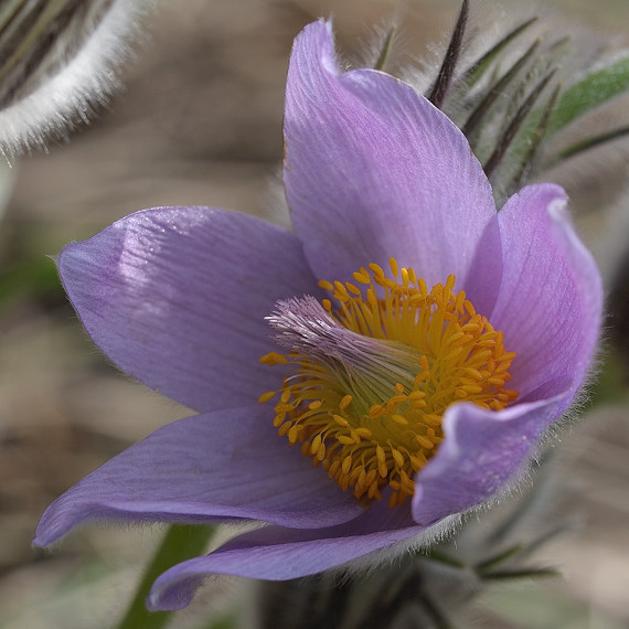 poniklec veľkokvetý Pulsatilla grandis Wender.