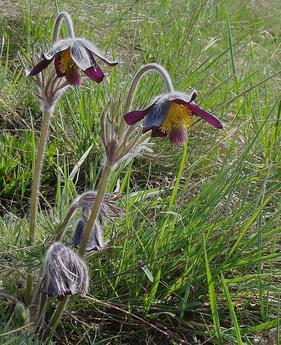 poniklec lúčny český Pulsatilla pratensis subsp. bohemica Skalický