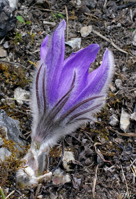 poniklec slovenský Pulsatilla slavica Reuss